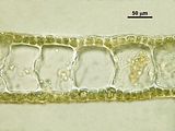 Dictyota dichotoma8